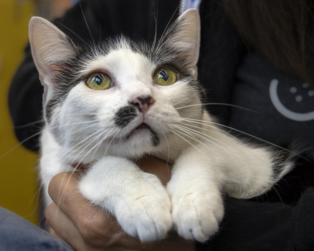 Enlarge Billie Eilish, a Adoptable mixed breed in Oradell, NJ image 1/6