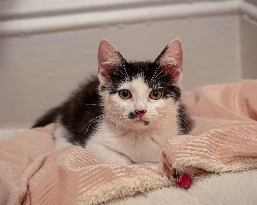 Enlarge Billie Eilish, a Adoptable mixed breed in Oradell, NJ image 1/2