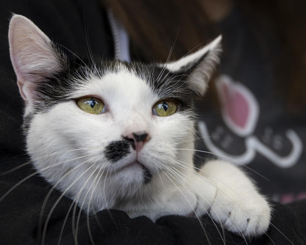 Enlarge Billie Eilish, a Adoptable mixed breed in Oradell, NJ image 3/6