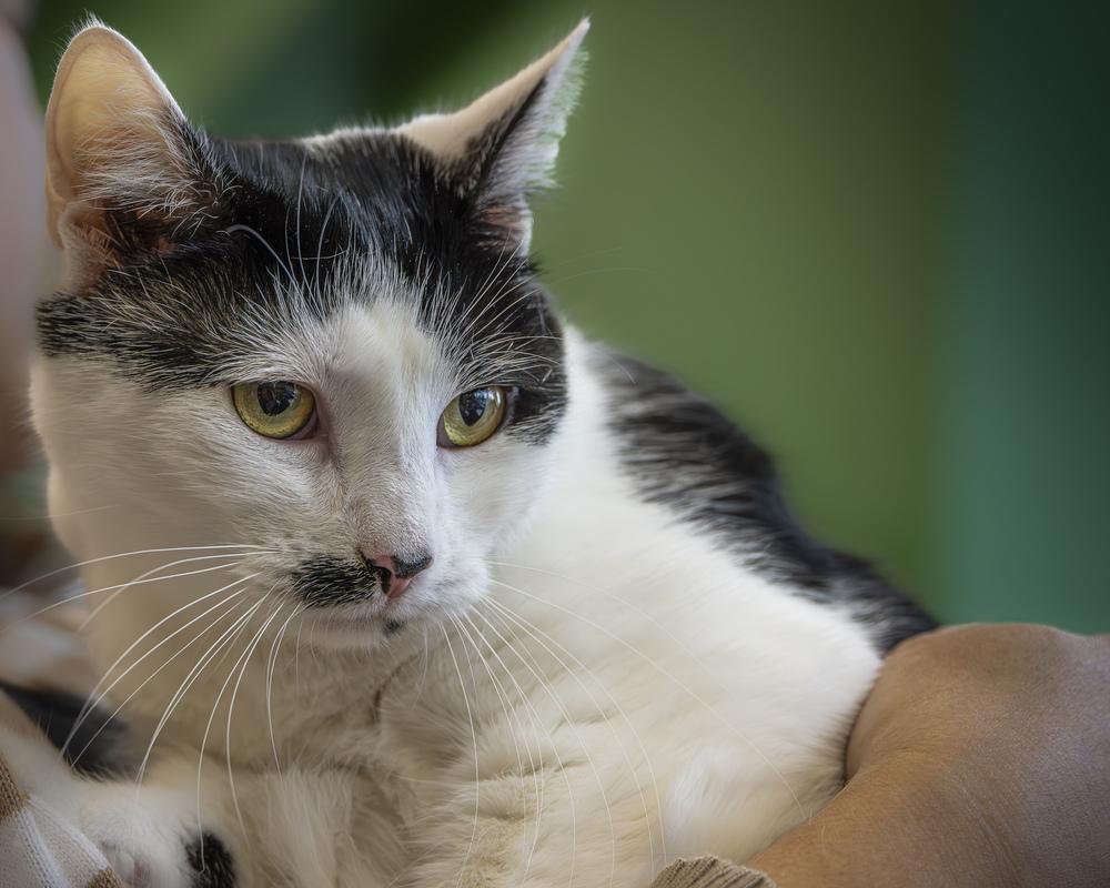 Enlarge Billie Eilish, a Adoptable mixed breed in Oradell, NJ image 5/6