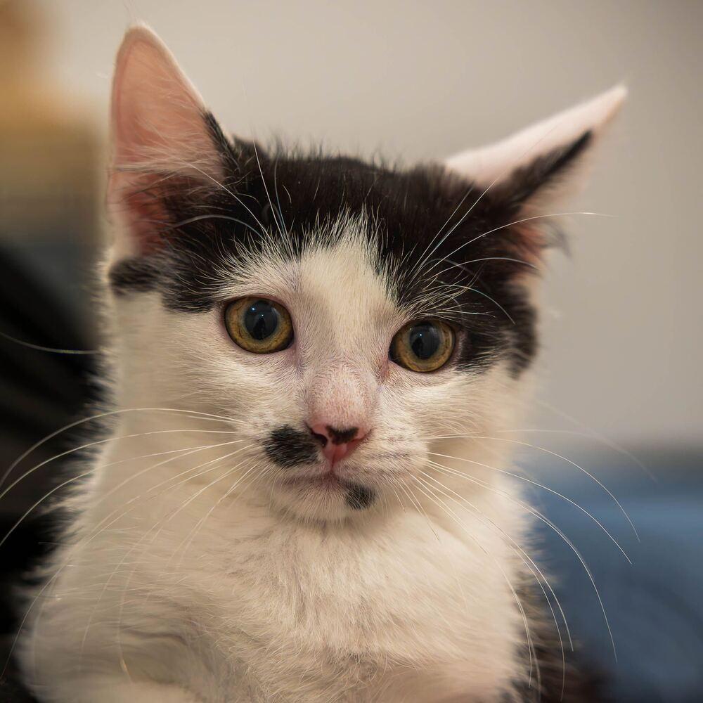 Enlarge Billie Eilish, a Adoptable mixed breed in Oradell, NJ image 2/2