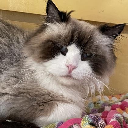Enlarge Prancer w/ Moochi, a Adopted Himalayan in West Swanzey, NH image 2/3