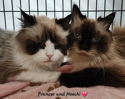 Enlarge Prancer w/ Moochi, a Adopted Himalayan in West Swanzey, NH image 3/3