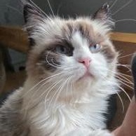 Enlarge Prancer w/ Moochi, a Adopted Himalayan in West Swanzey, NH image 1/3