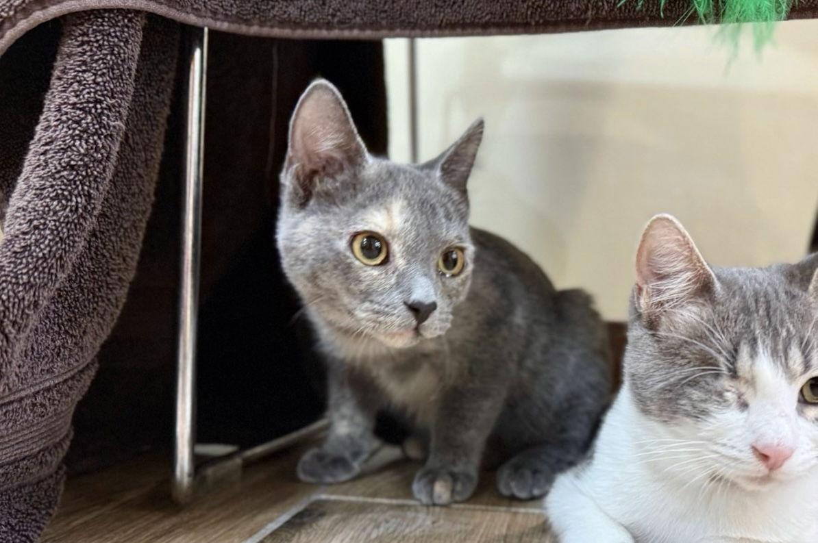 Cher (bonded with Sonny), Adoptable, Kitten Female Dilute Tortoiseshell & Domestic Short Hair.