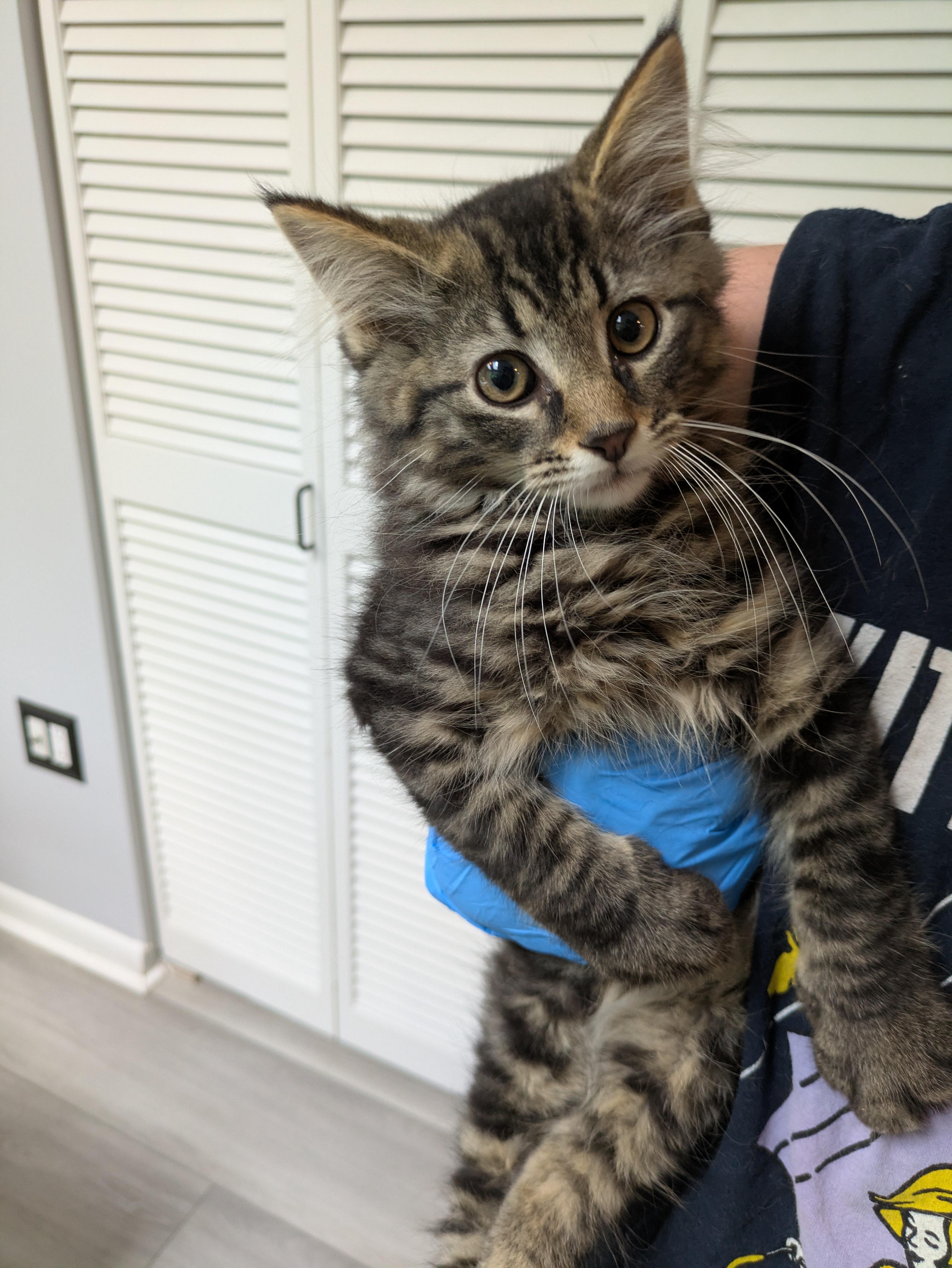 Enlarge Prince, an adoptable Domestic Long Hair in Haddon Heights, NJ image 2/2