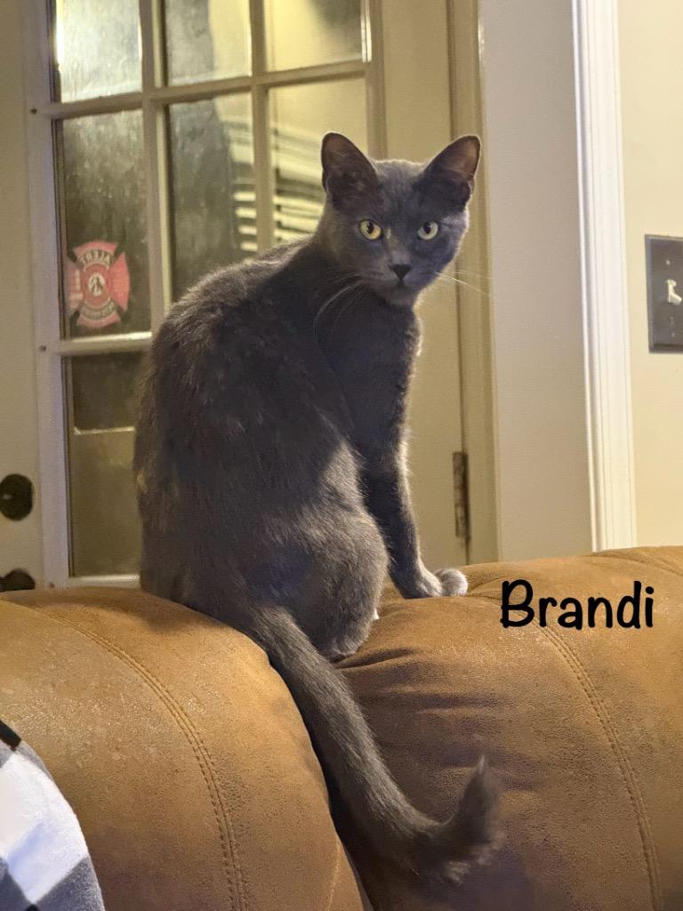 Brandi, Adopted, Adult Female Domestic Short Hair.
