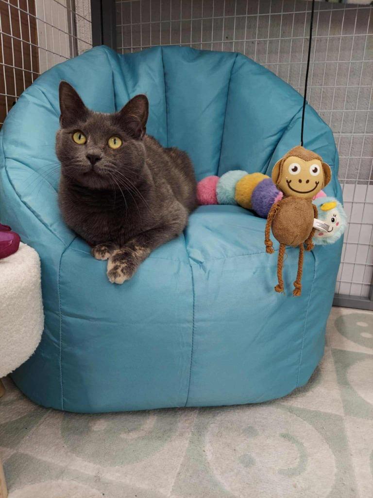 Enlarge Brandi, a Adopted mixed breed in Hoover , AL image 2/6