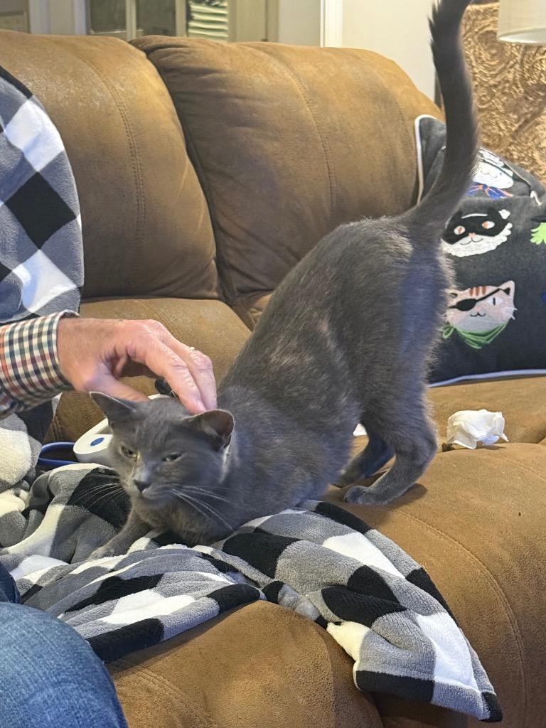 Enlarge Brandi, a Adopted mixed breed in Hoover , AL image 3/6