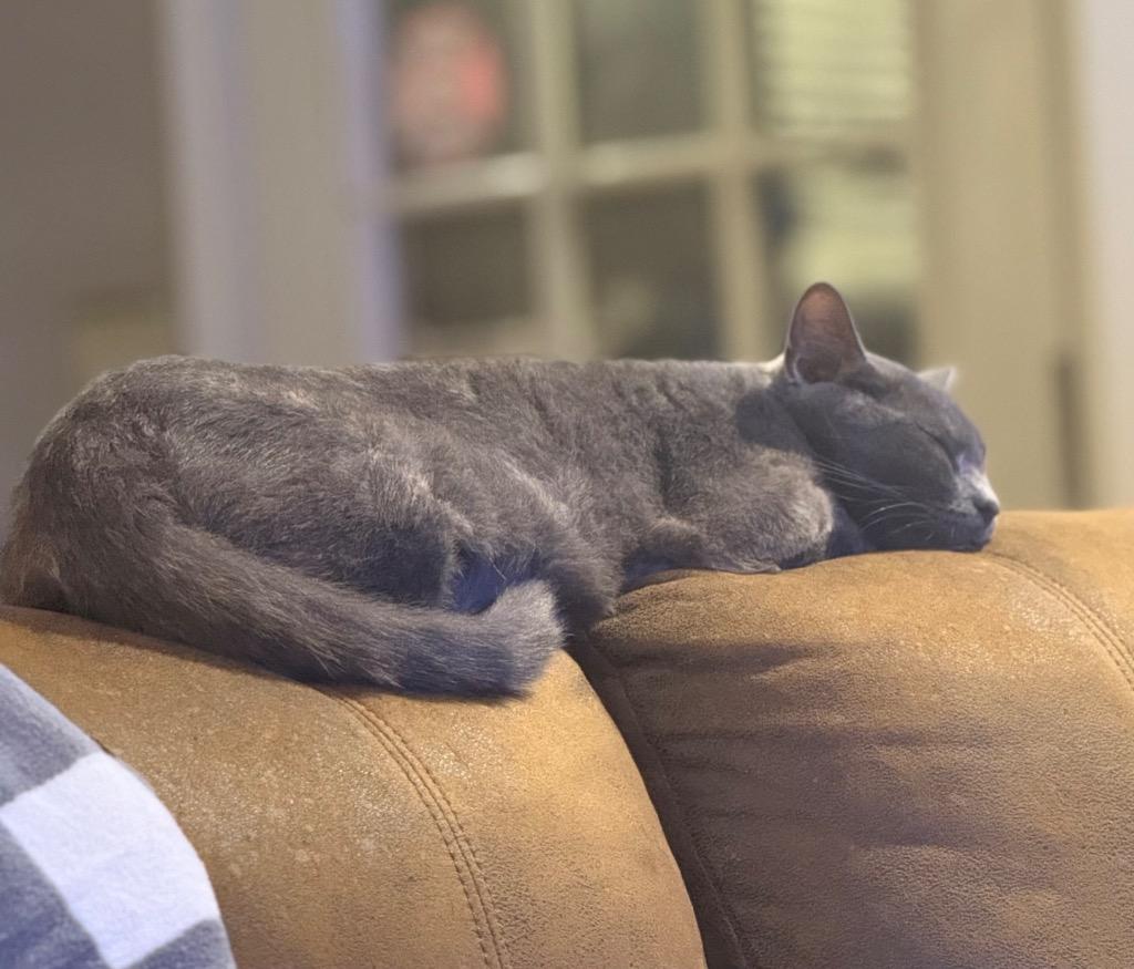 Enlarge Brandi, a Adopted mixed breed in Hoover , AL image 4/6