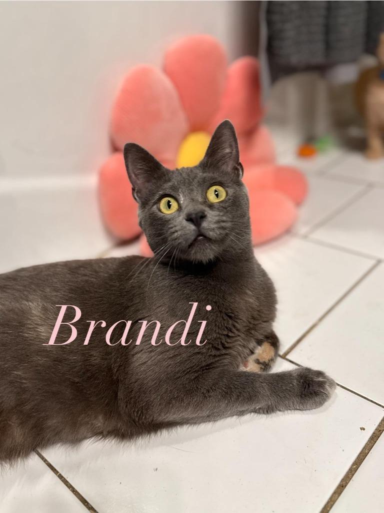 Enlarge Brandi, a Adopted mixed breed in Hoover , AL image 5/6