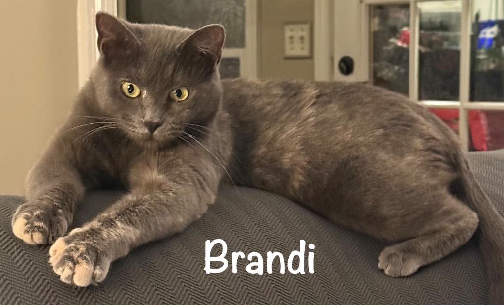Enlarge Brandi, a Adopted mixed breed in Hoover , AL image 6/6