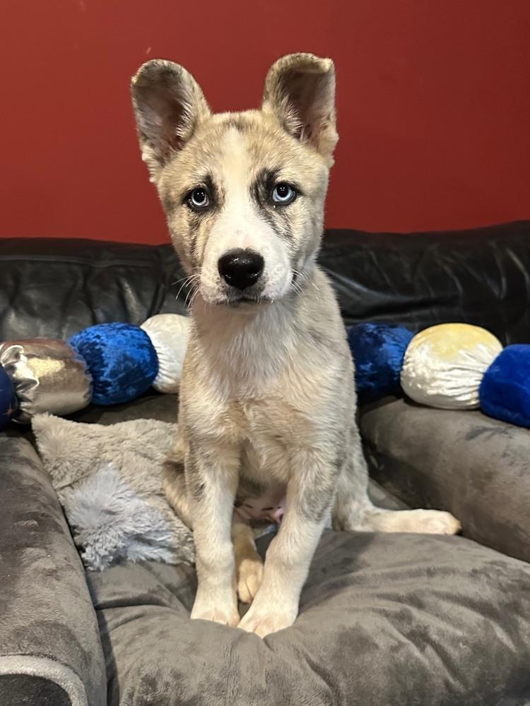 Siku, Adoptable, Puppy Male Husky.