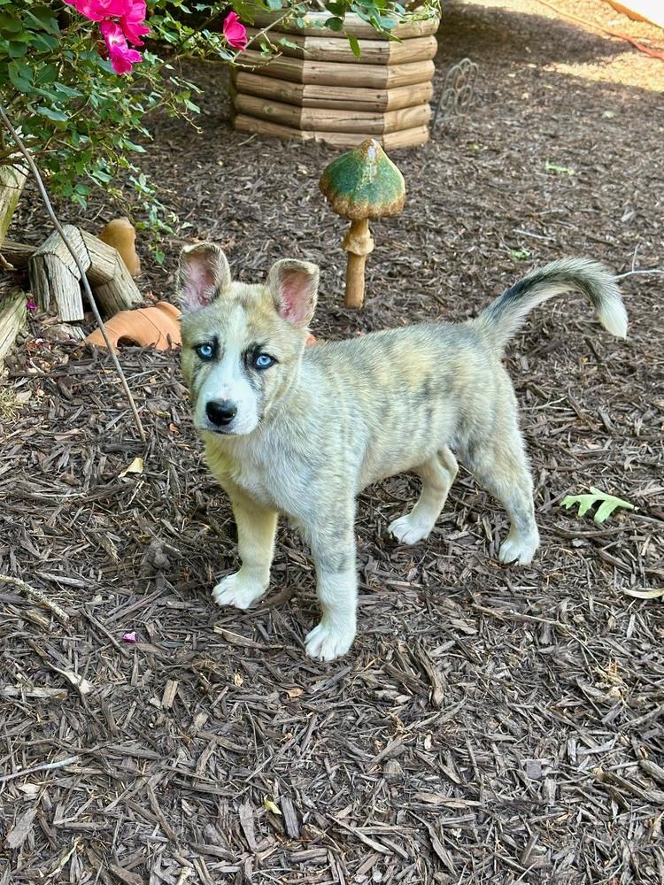 Siku, a Adoptable mixed breed in Milton, GA image 2/3