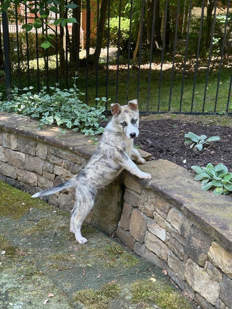 Siku, a Adoptable mixed breed in Milton, GA image 3/3