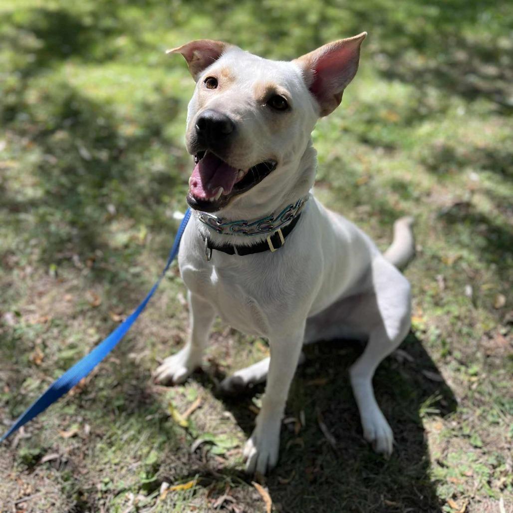 Bubba, Adoptable, Adult Male Labrador Retriever & Mixed Breed.