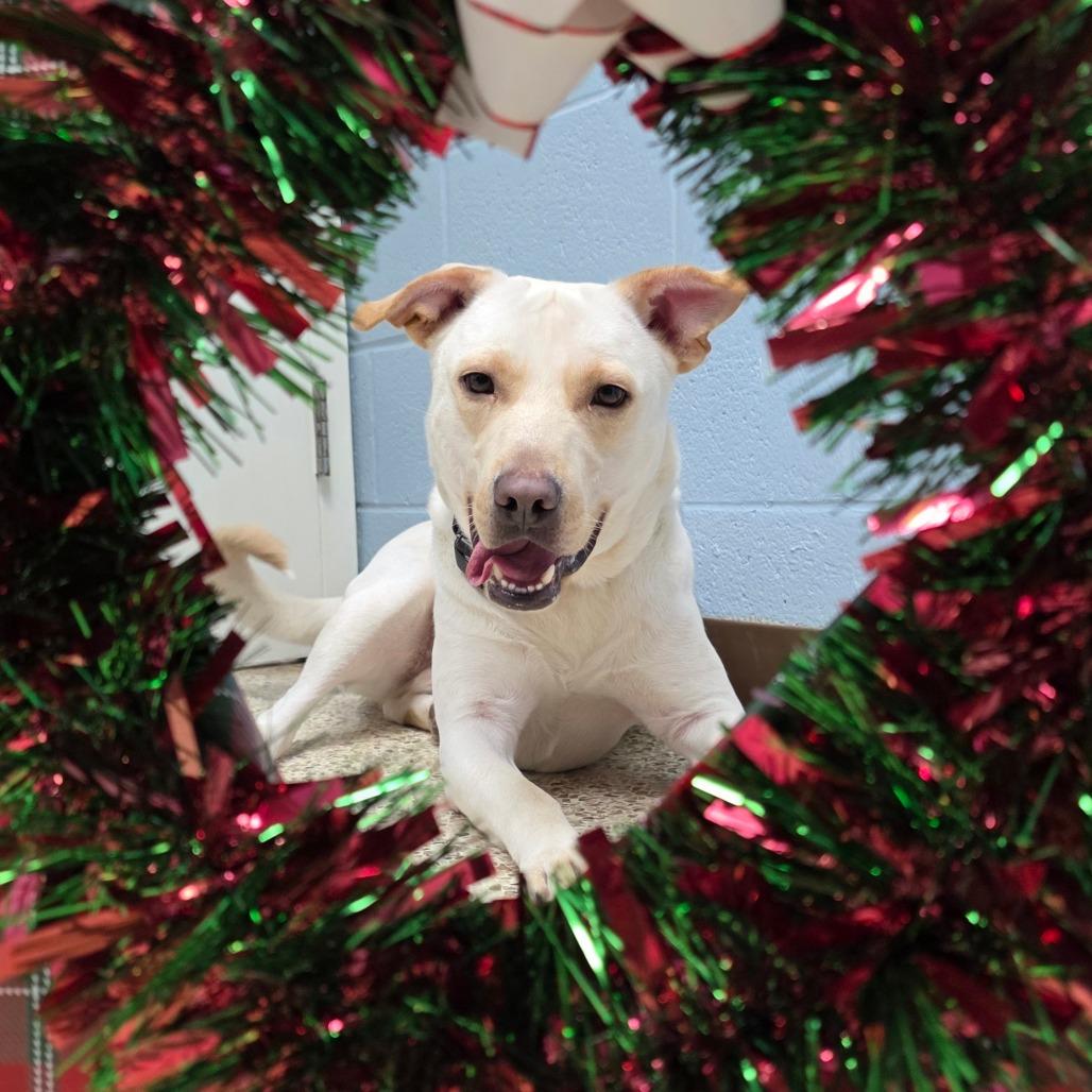 Bubba, a Adoptable mixed breed in South Glens Falls, NY image 3/6