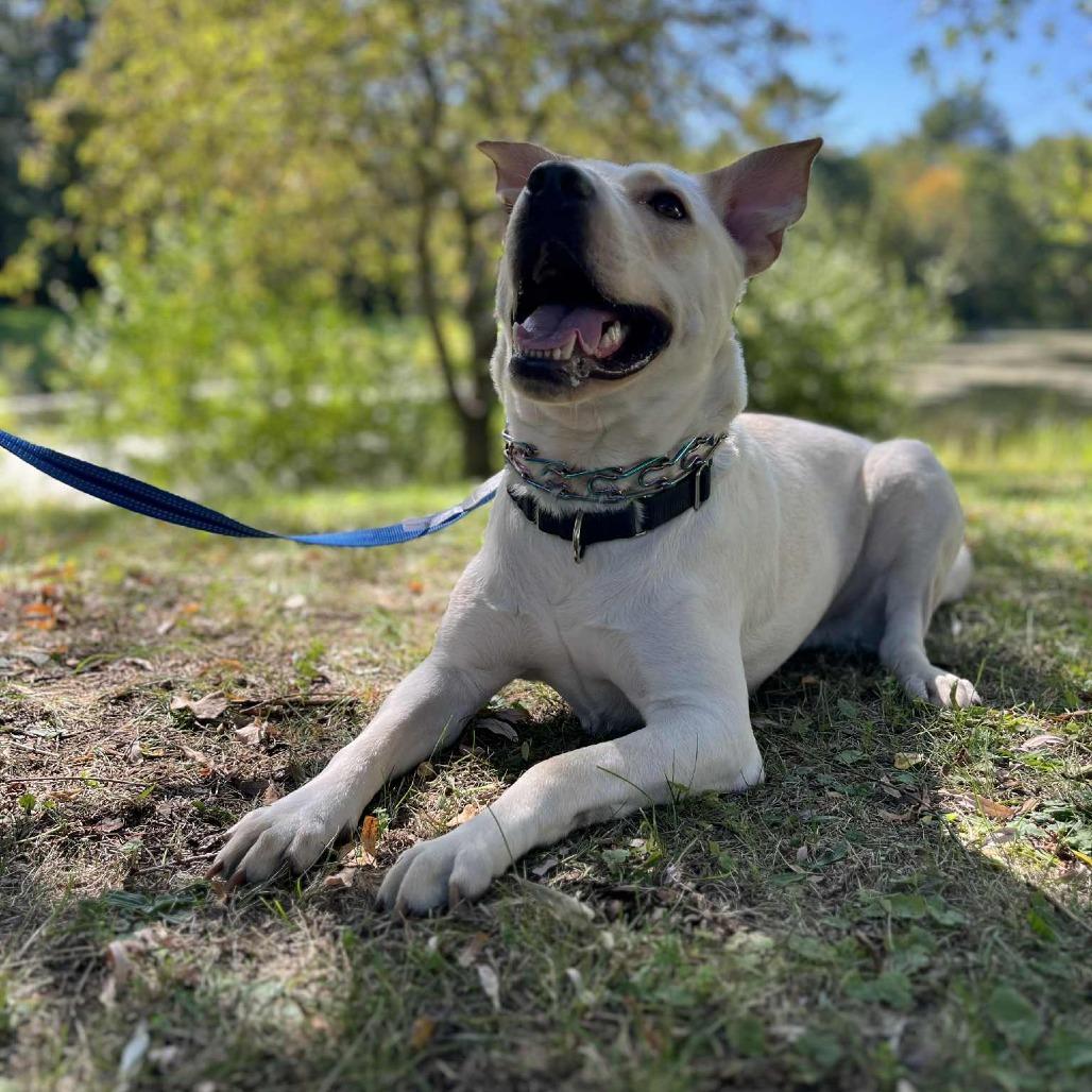 Bubba, a Adoptable mixed breed in South Glens Falls, NY image 2/3