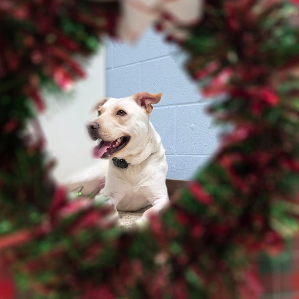 Bubba, a Adoptable mixed breed in South Glens Falls, NY image 5/6