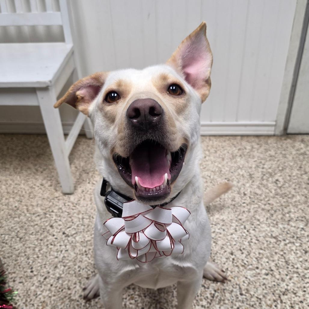 Enlarge Bubba, a Adoptable mixed breed in South Glens Falls, NY image 5/6