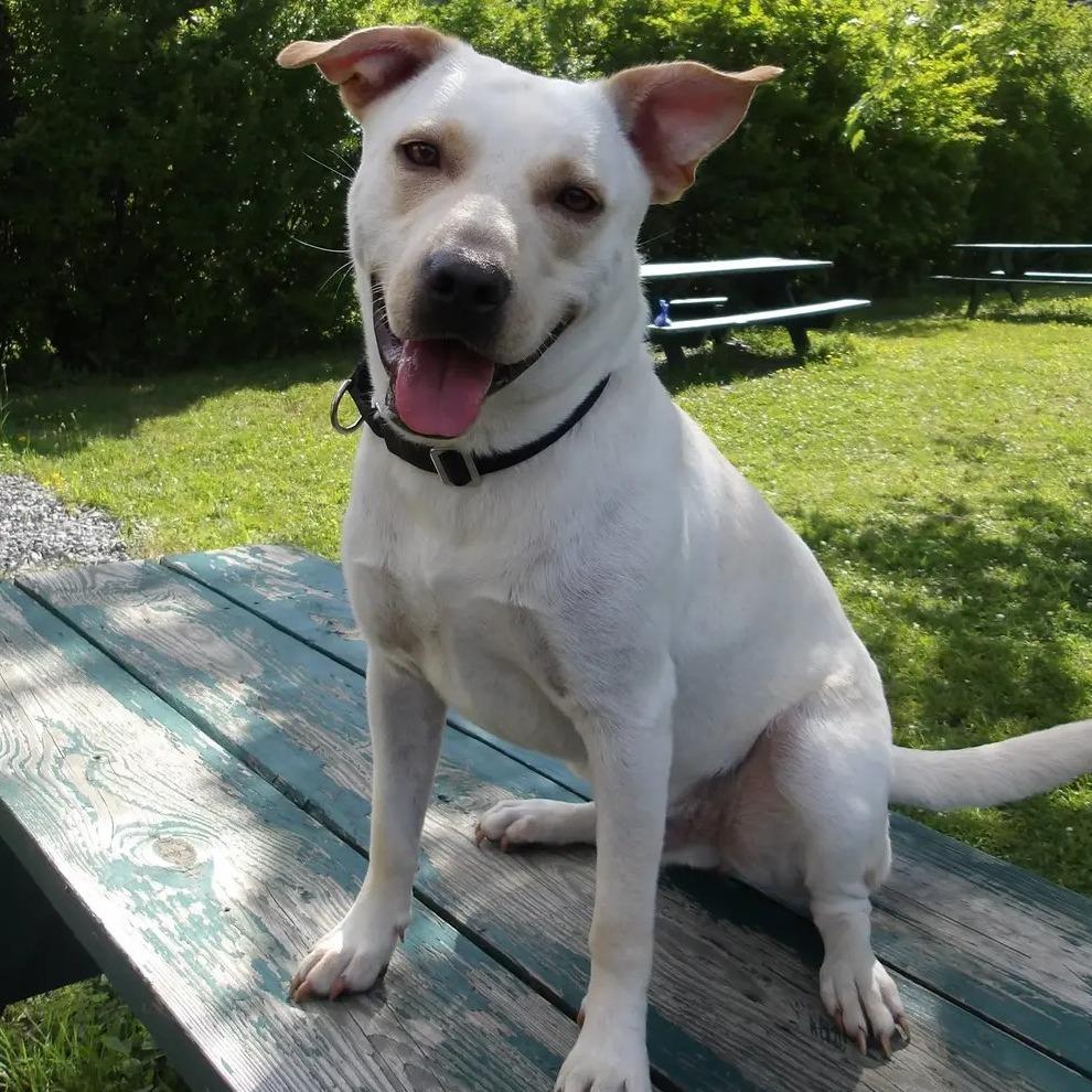 Bubba, a Adoptable mixed breed in South Glens Falls, NY image 3/3