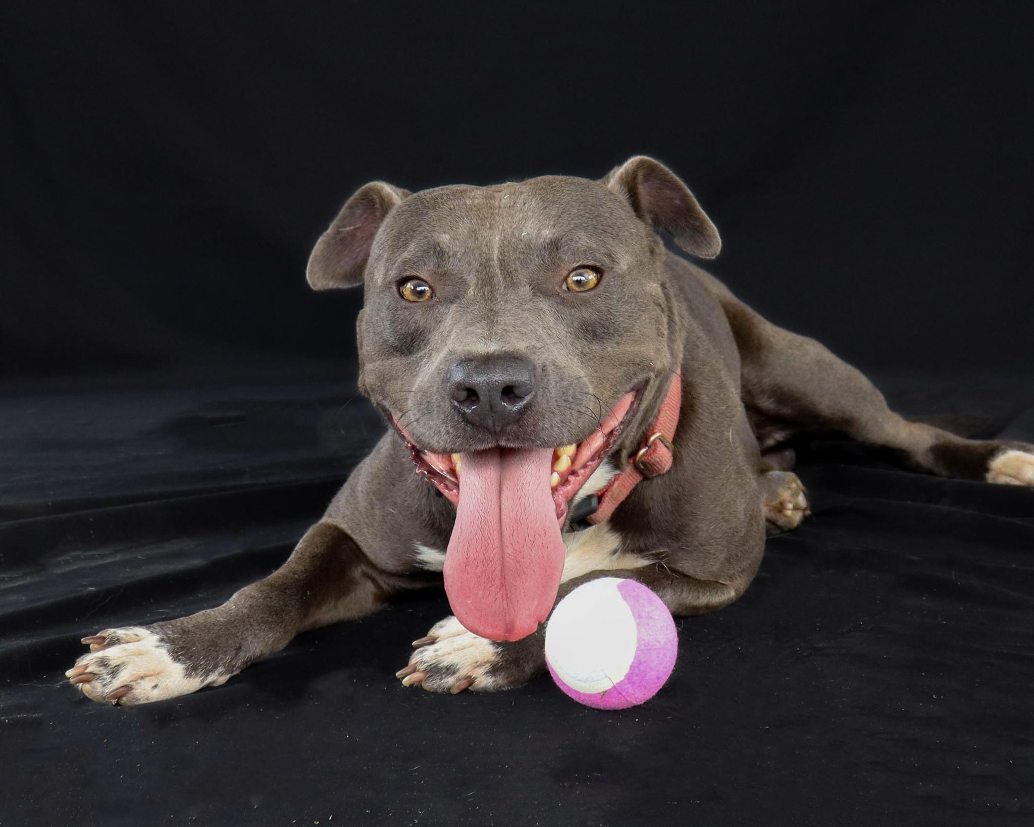OutKast, Adoptable, Adult Male Pit Bull Terrier.