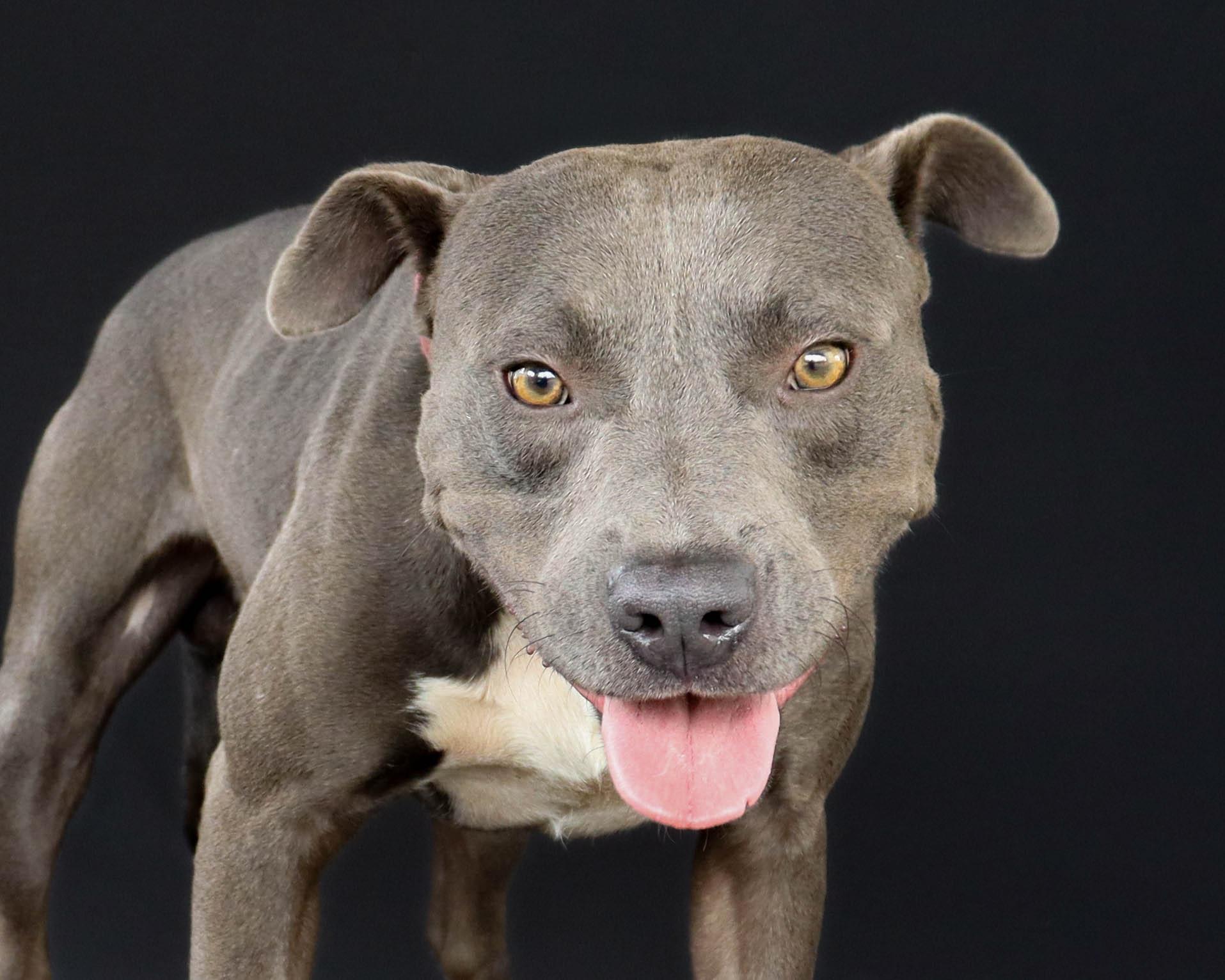 Enlarge OutKast, a Adoptable Pit Bull Terrier in Ocean Springs, MS image 3/6