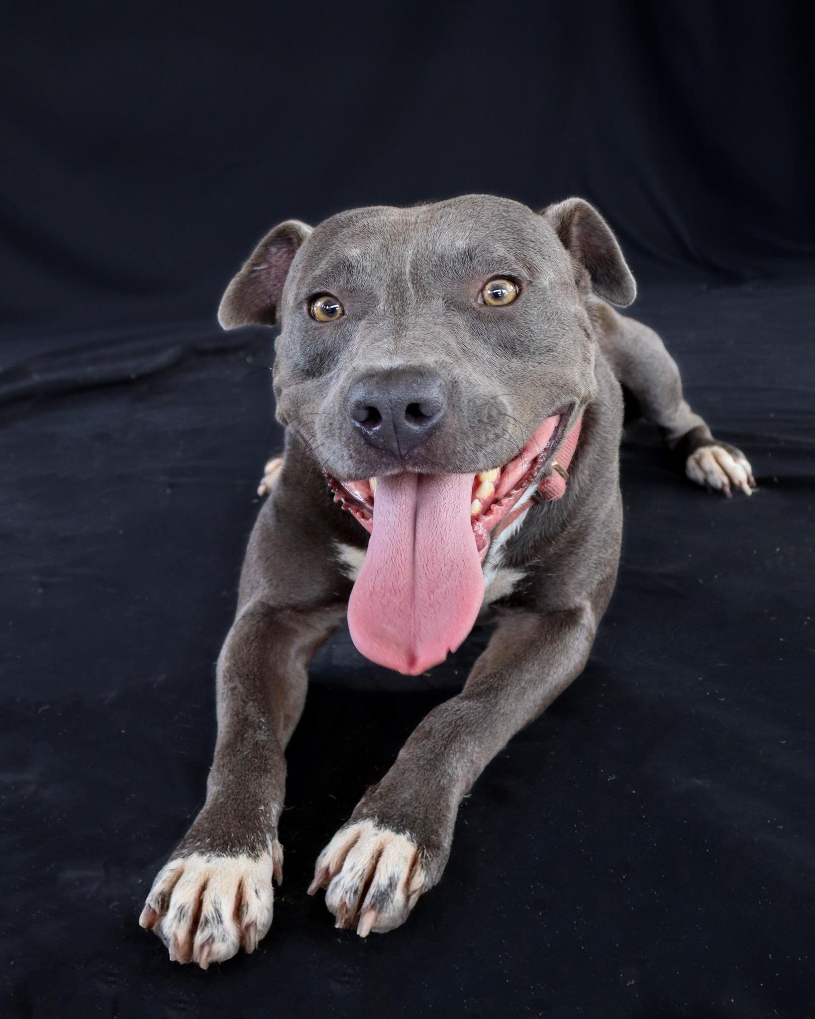 Enlarge OutKast, a Adoptable Pit Bull Terrier in Ocean Springs, MS image 4/6