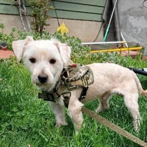 Mick, Adoptable, Adult Male Morkie.