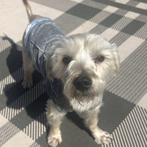 Enlarge Mick, a Adoptable Morkie in Verona, NJ image 2/4