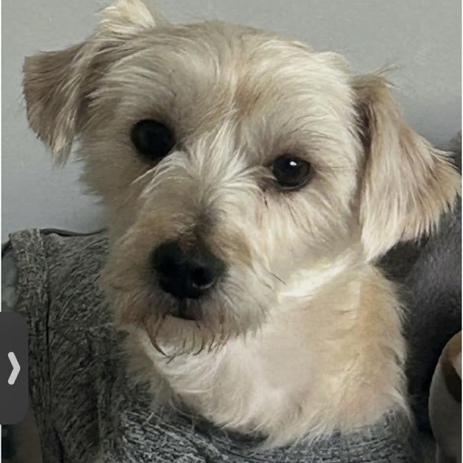 Enlarge Mick, a Adoptable Morkie in Verona, NJ image 4/4