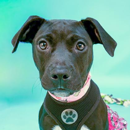 Lucy, a Adoptable mixed breed in San Francisco, CA image 1/3