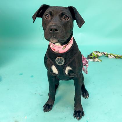 Lucy, a Adoptable mixed breed in San Francisco, CA image 2/3