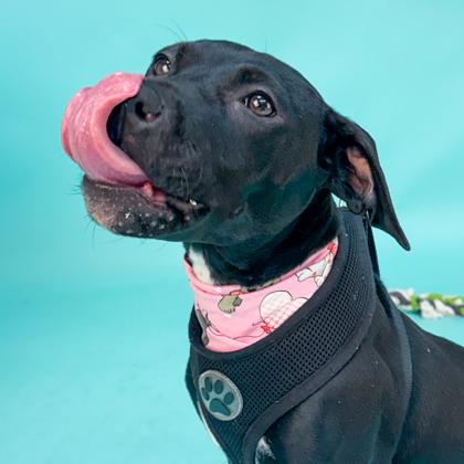 Lucy, a Adoptable mixed breed in San Francisco, CA image 3/3