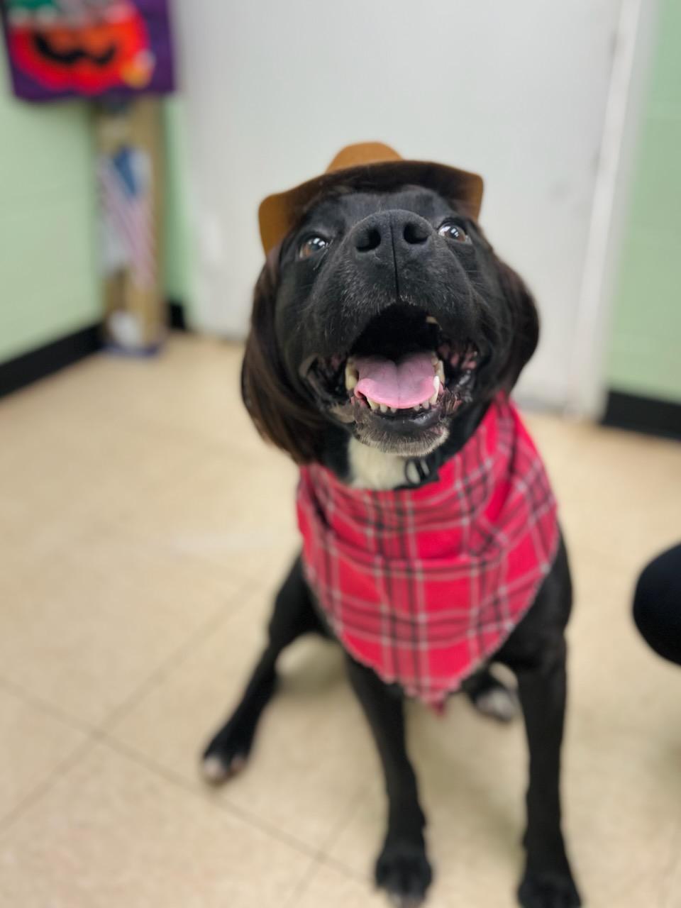 Blackie Ray Cyrus , ADOPTABLE, Adult Male Pit Bull Terrier.