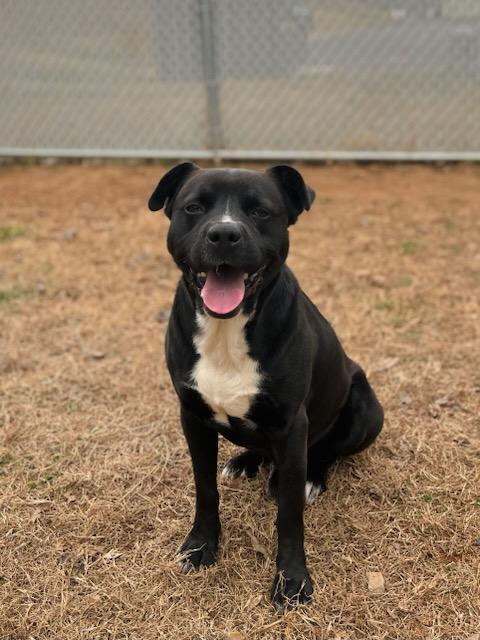 Enlarge Blackie Ray Cyrus , a ADOPTABLE mixed breed in Martinsville, VA image 5/6