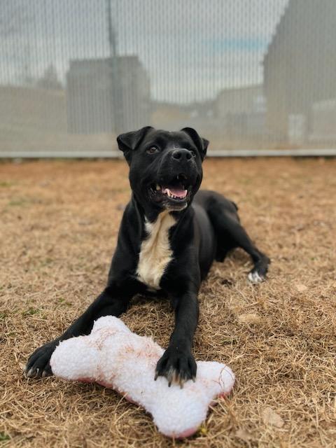 Enlarge Blackie Ray Cyrus , a ADOPTABLE mixed breed in Martinsville, VA image 4/6