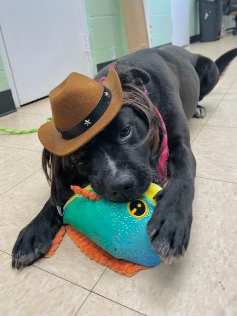 Enlarge Blackie Ray Cyrus , a ADOPTABLE mixed breed in Martinsville, VA image 6/6