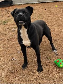 Enlarge Blackie Ray Cyrus , a ADOPTABLE mixed breed in Martinsville, VA image 2/6