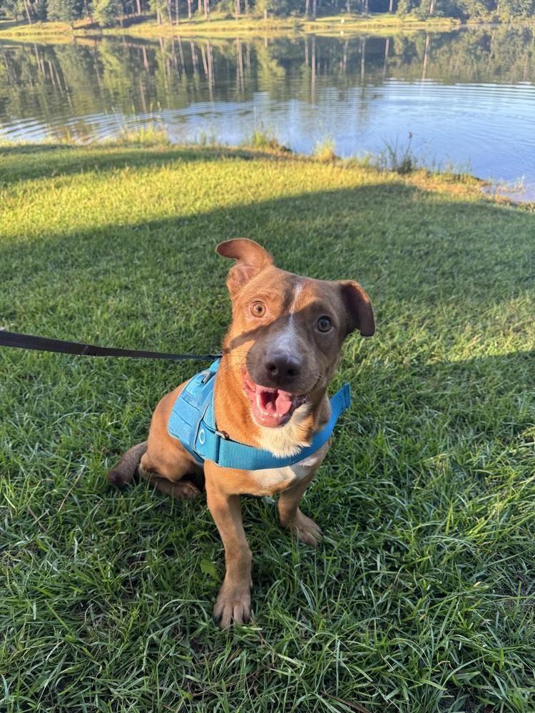 Enlarge Bernardo, a Adoptable mixed breed in Troy, AL image 1/5