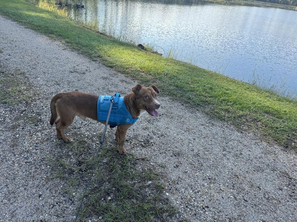 Enlarge Bernardo, a Adoptable mixed breed in Troy, AL image 2/5