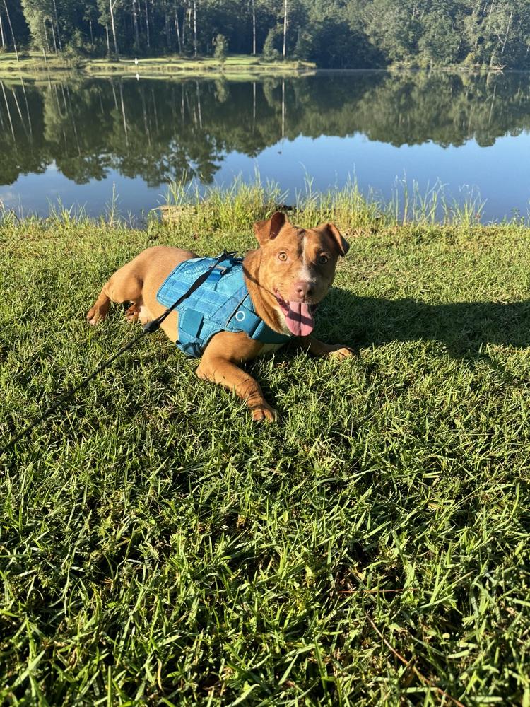 Enlarge Bernardo, a Adoptable mixed breed in Troy, AL image 4/5