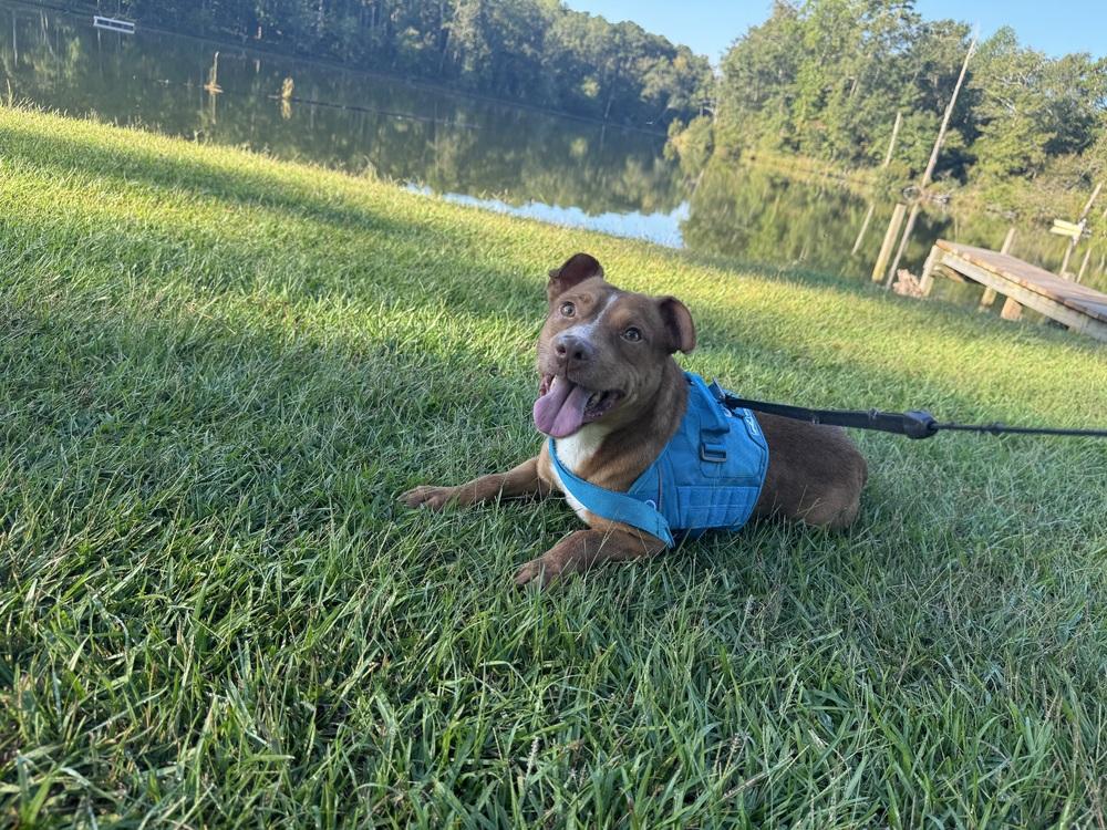 Enlarge Bernardo, a Adoptable mixed breed in Troy, AL image 5/5