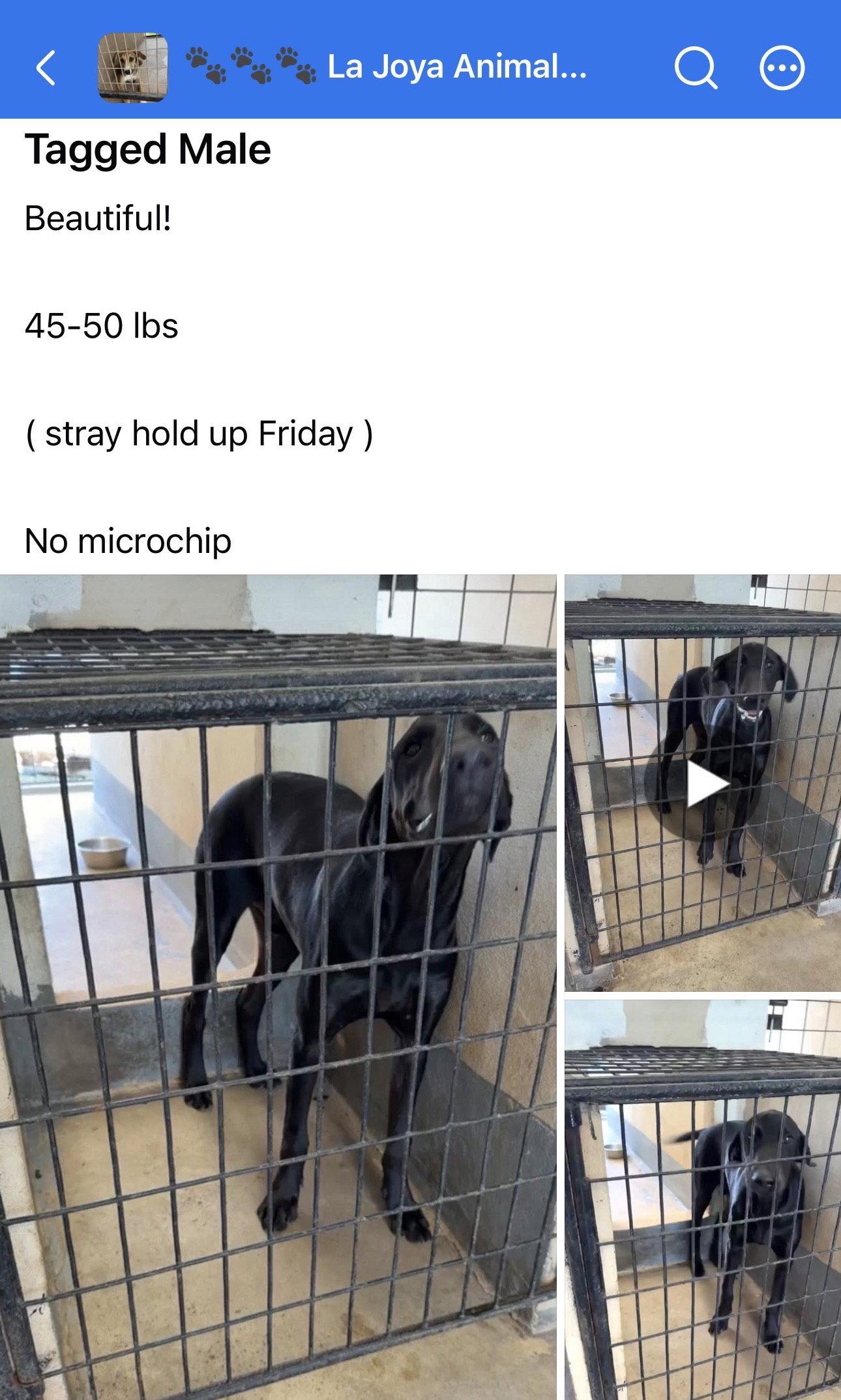 Enlarge Ian, a Adopted Labrador Retriever in Helotes, TX image 1/1