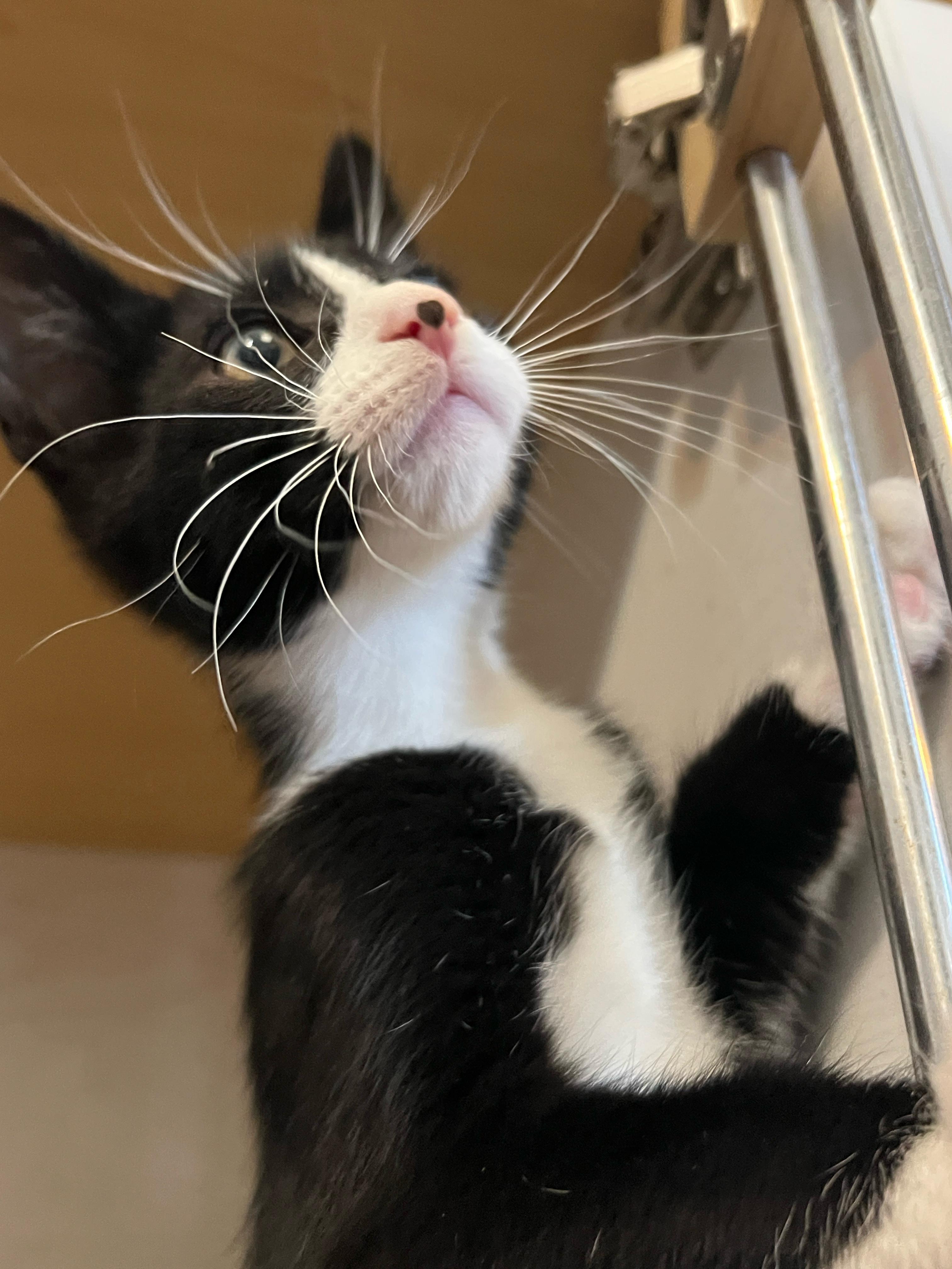 Flip, a Adoptable mixed breed in Hawthorne, CA image 2/5