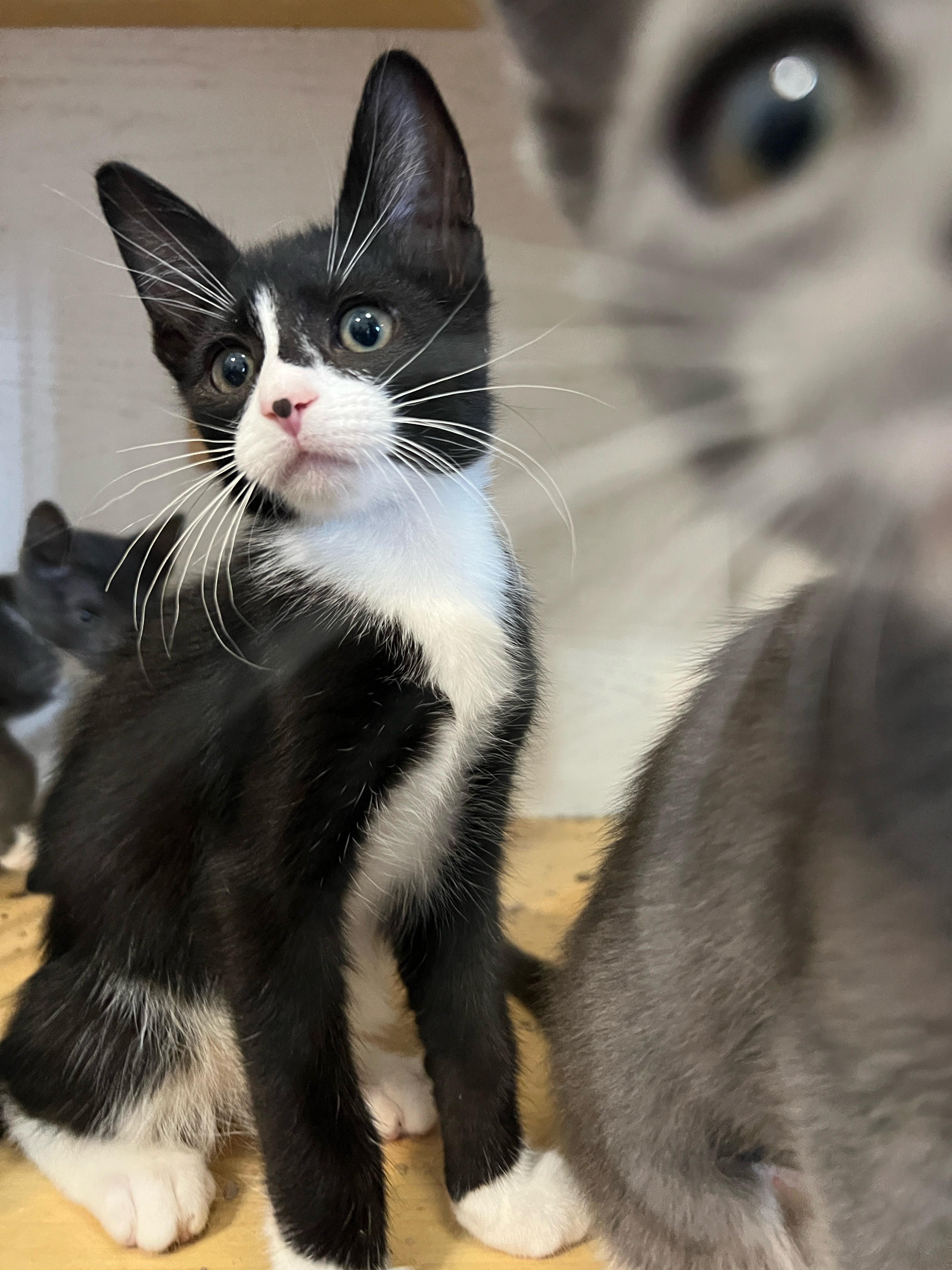 Flip, a Adoptable mixed breed in Hawthorne, CA image 3/5