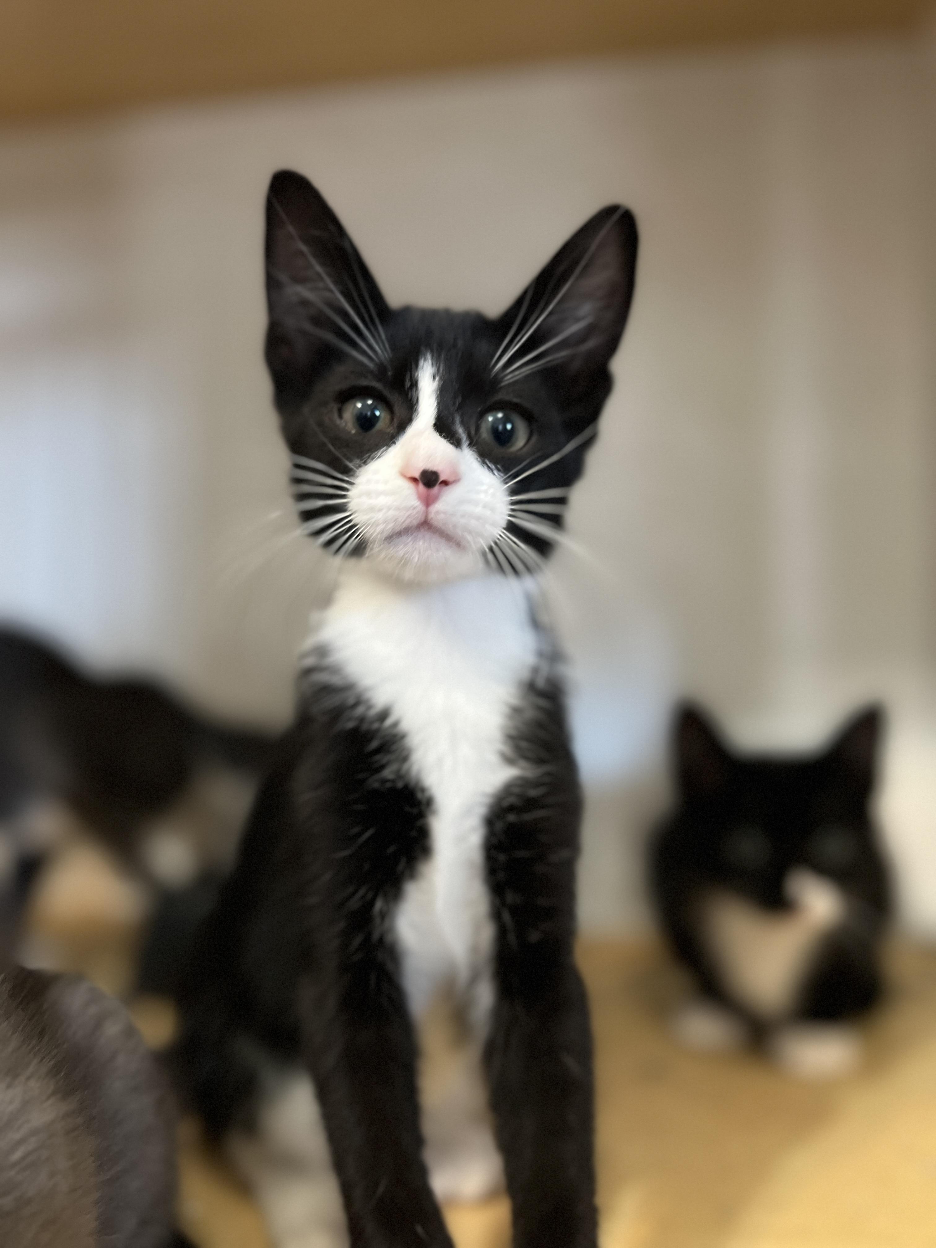 Flip, a Adoptable mixed breed in Hawthorne, CA image 4/5