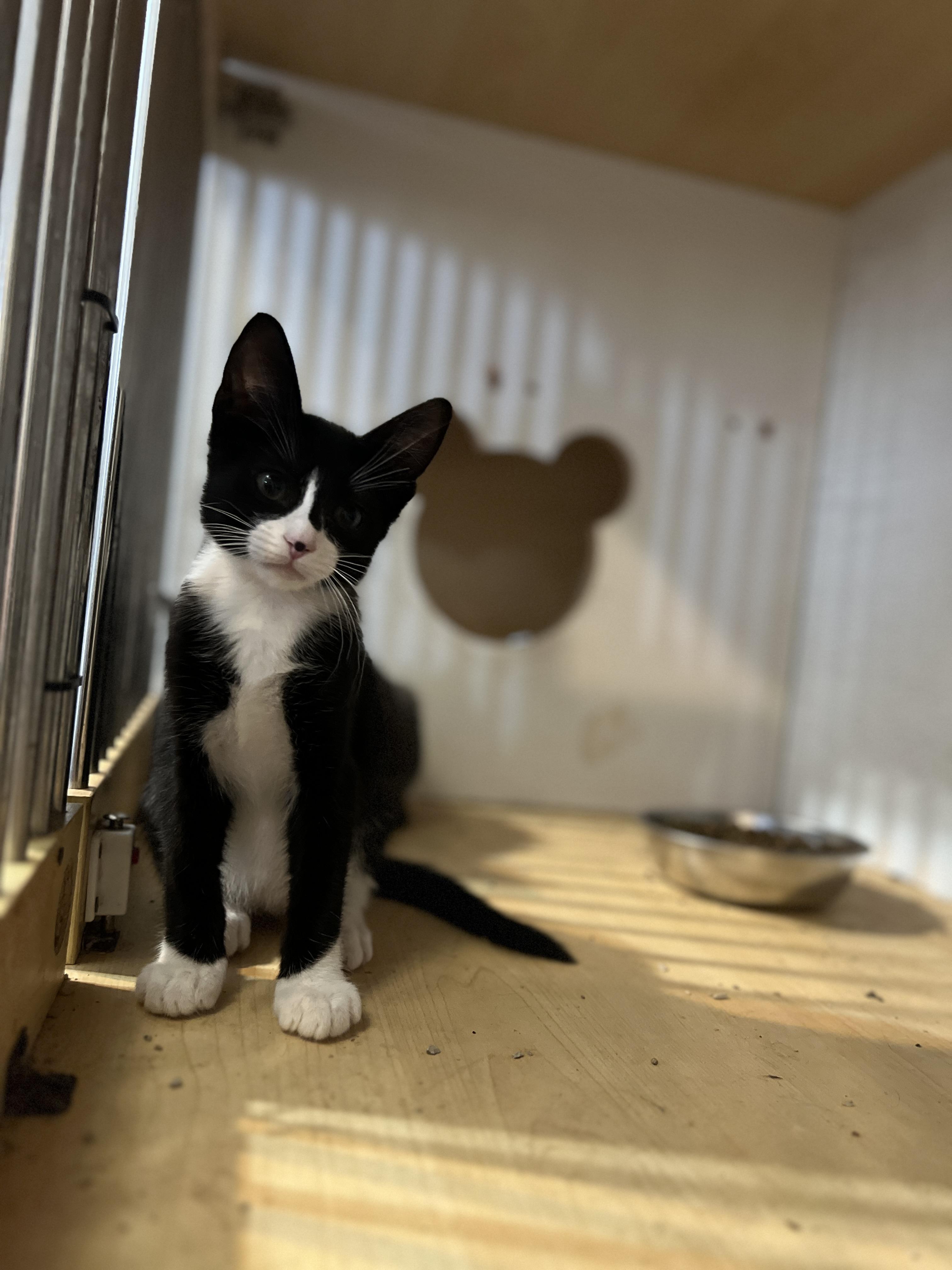 Flip, a Adoptable mixed breed in Hawthorne, CA image 5/5