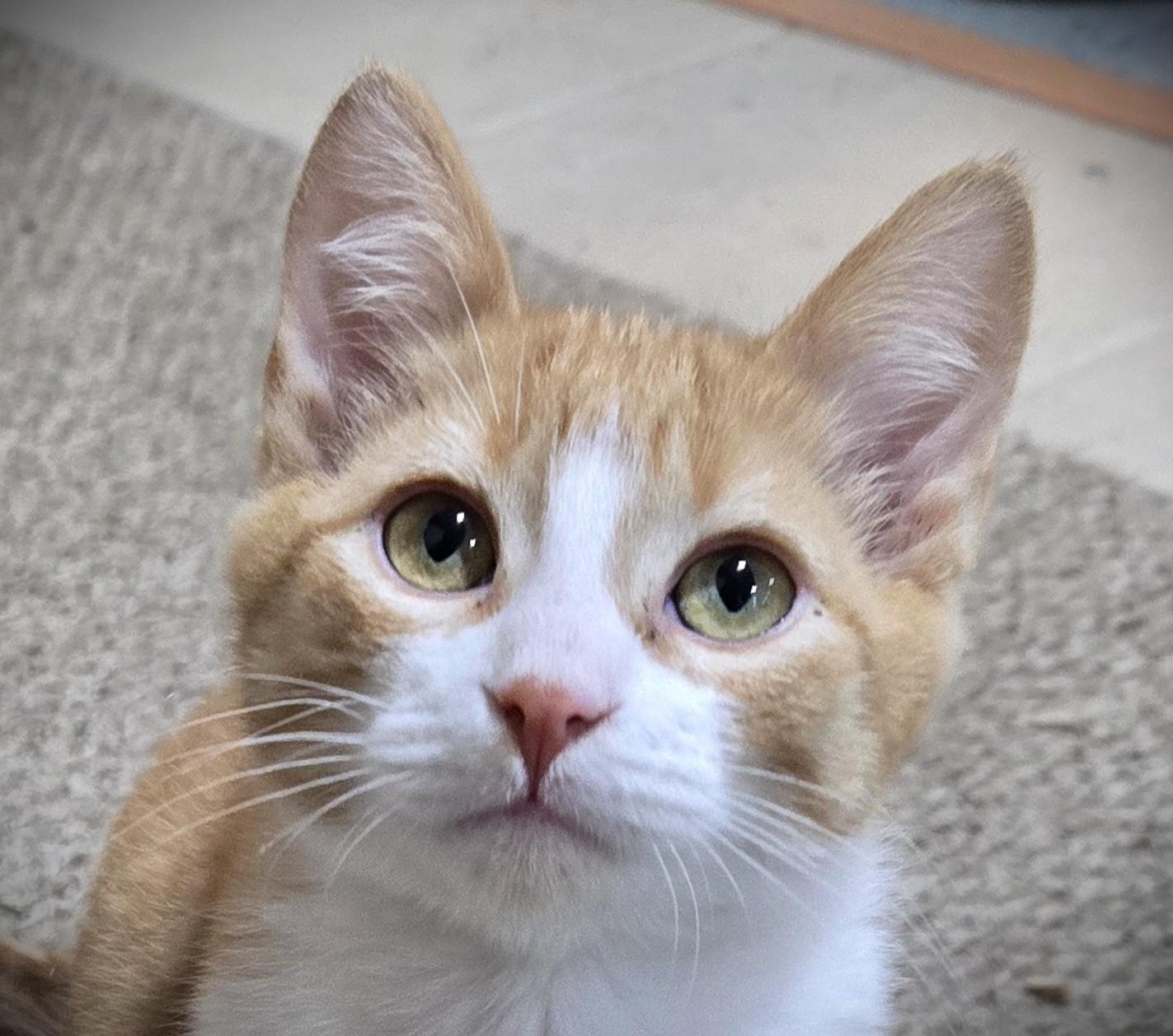 Enlarge CHILI @ Petsmart Mankato pending, an adopted Domestic Short Hair in Mankato, MN image 1/2