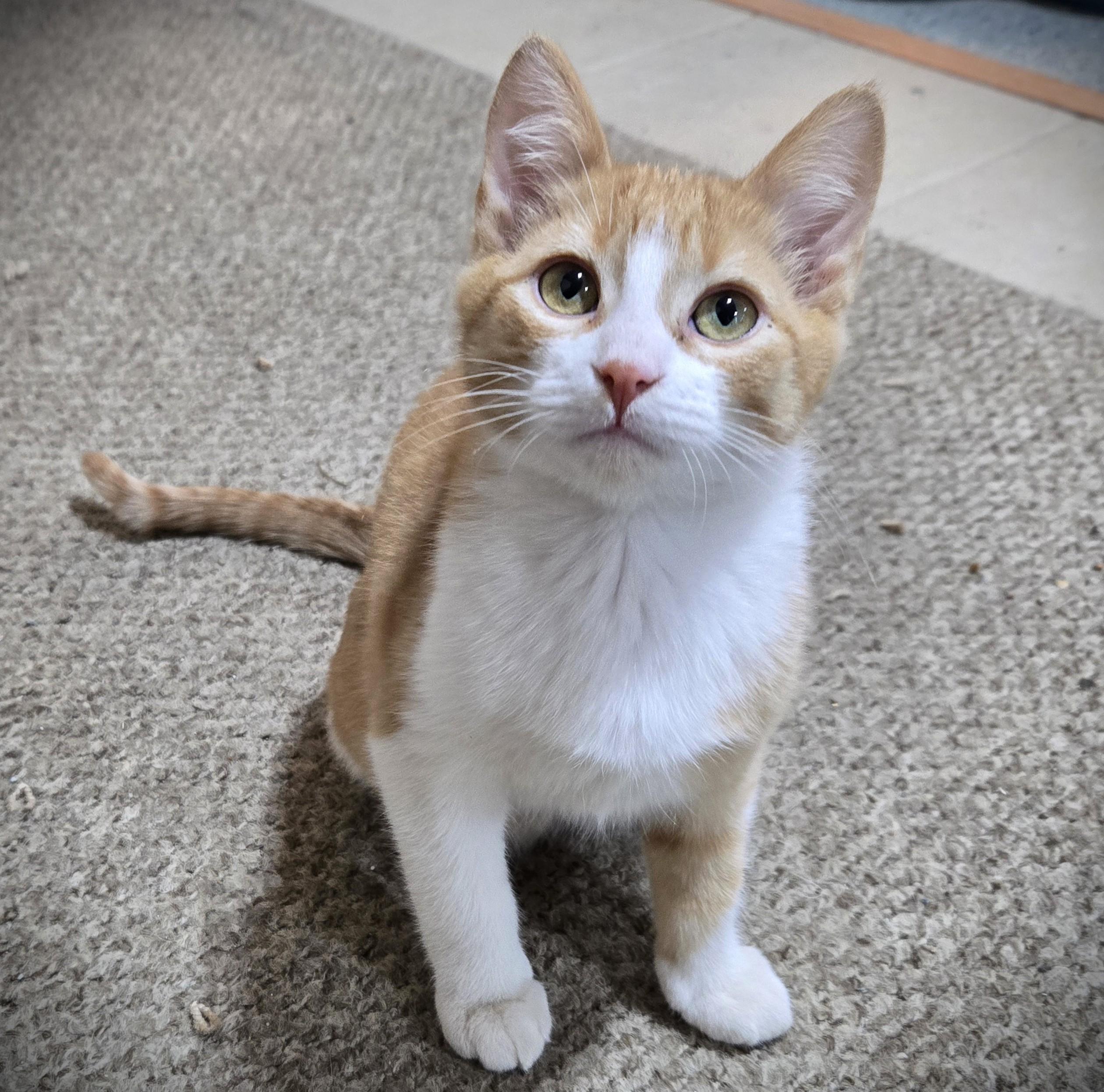 Enlarge CHILI @ Petsmart Mankato pending, an adopted Domestic Short Hair in Mankato, MN image 2/2